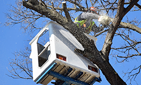 Category - Tree Service